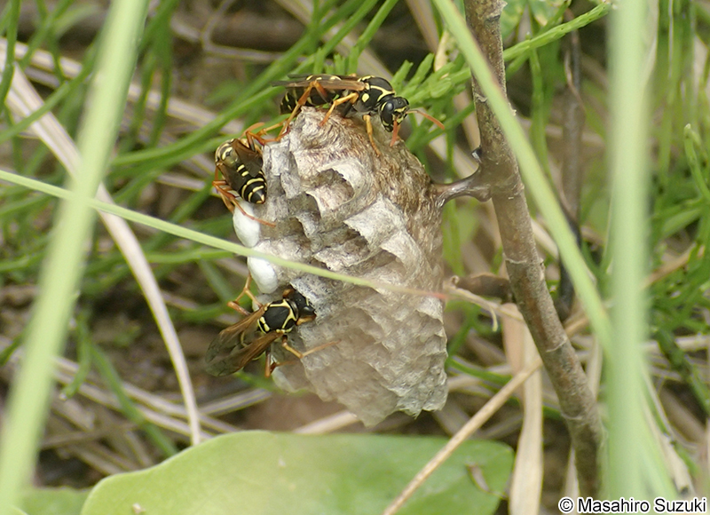 フタモンアシナガバチ Polistes chinensis antennalis