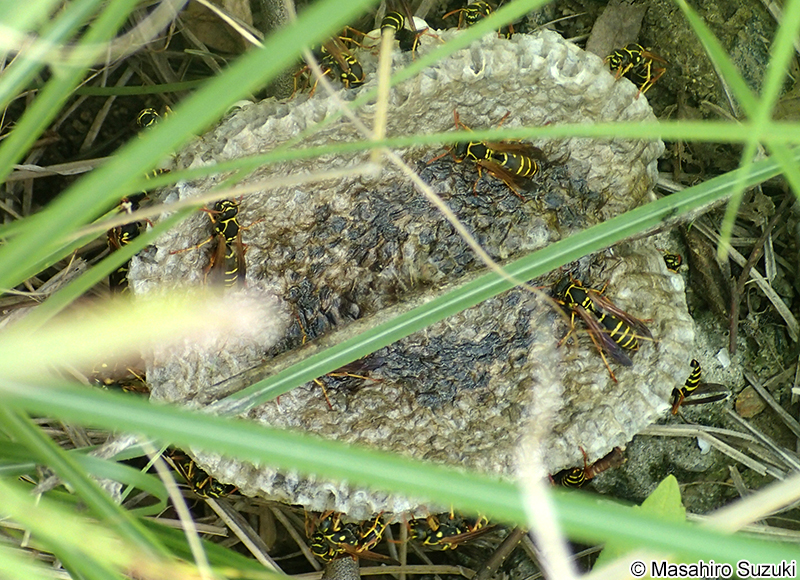 フタモンアシナガバチ Polistes chinensis antennalis