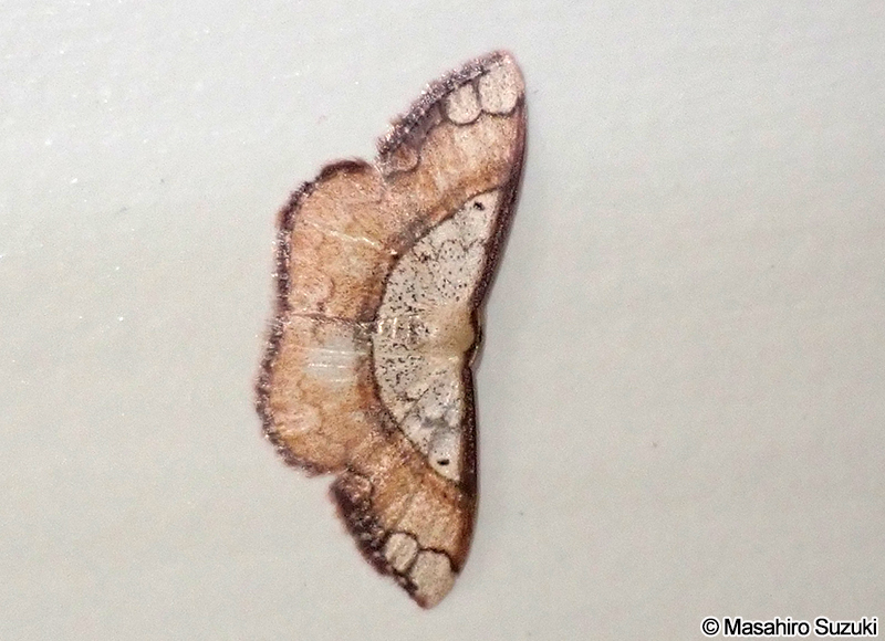 フタナミトビヒメシャク Pylargosceles steganioides steganioides