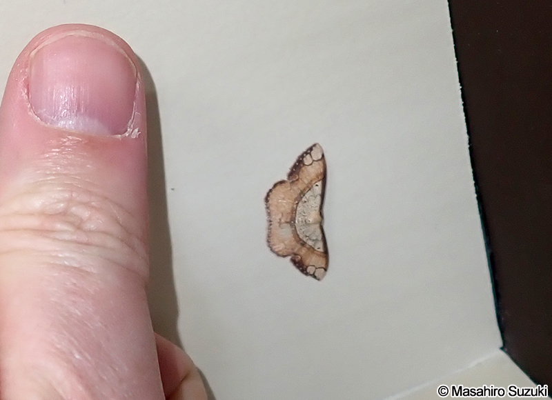 フタナミトビヒメシャク Pylargosceles steganioides steganioides