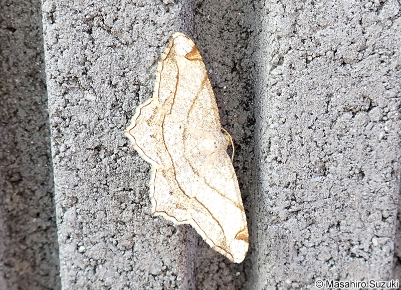 フタテンオエダシャク Chiasmia defixaria