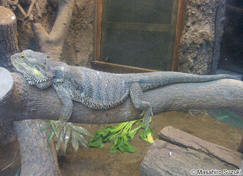 フトアゴヒゲトカゲ Pogona vitticeps
