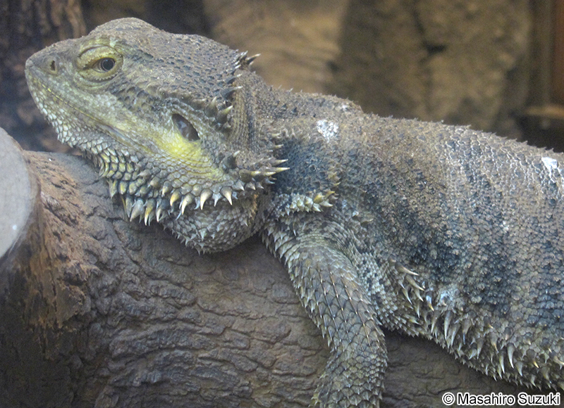 フトアゴヒゲトカゲ Pogona vitticeps