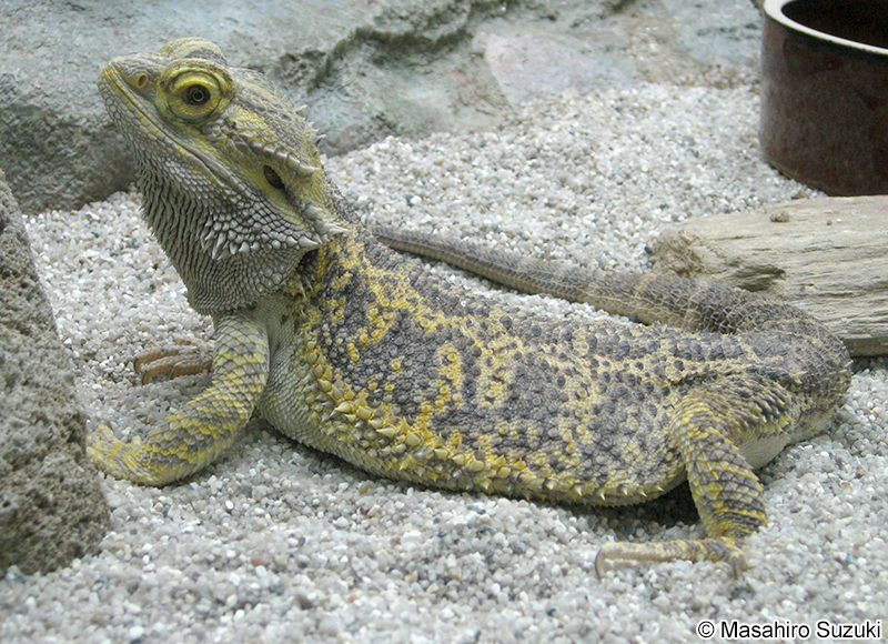 フトアゴヒゲトカゲ Pogona vitticeps
