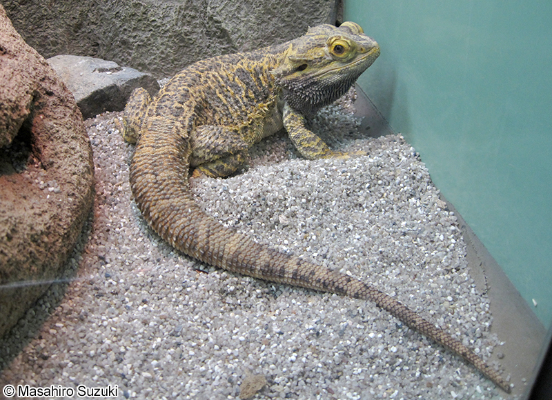 フトアゴヒゲトカゲ Pogona vitticeps