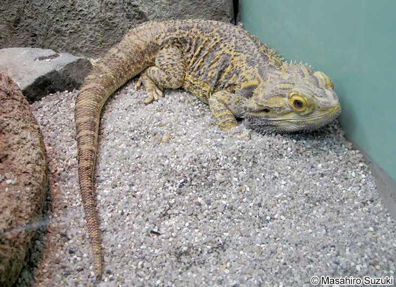 フトアゴヒゲトカゲ Pogona vitticeps