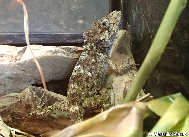 フトヒゲカメレオンモドキ Anolis barbatus