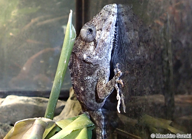フトヒゲカメレオンモドキ Anolis barbatus