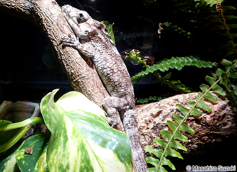 フトヒゲカメレオンモドキ Anolis barbatus