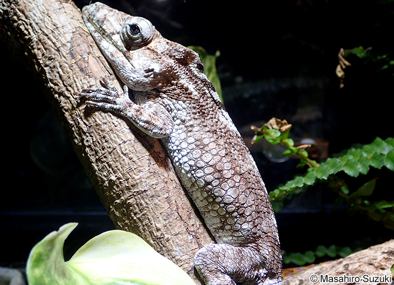フトヒゲカメレオンモドキ Anolis barbatus