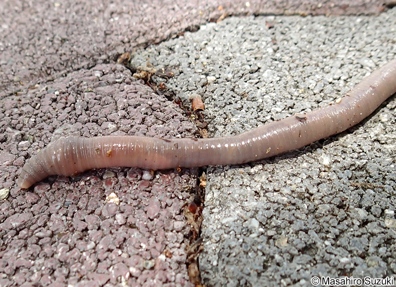 フツウミミズ Metaphire communissima