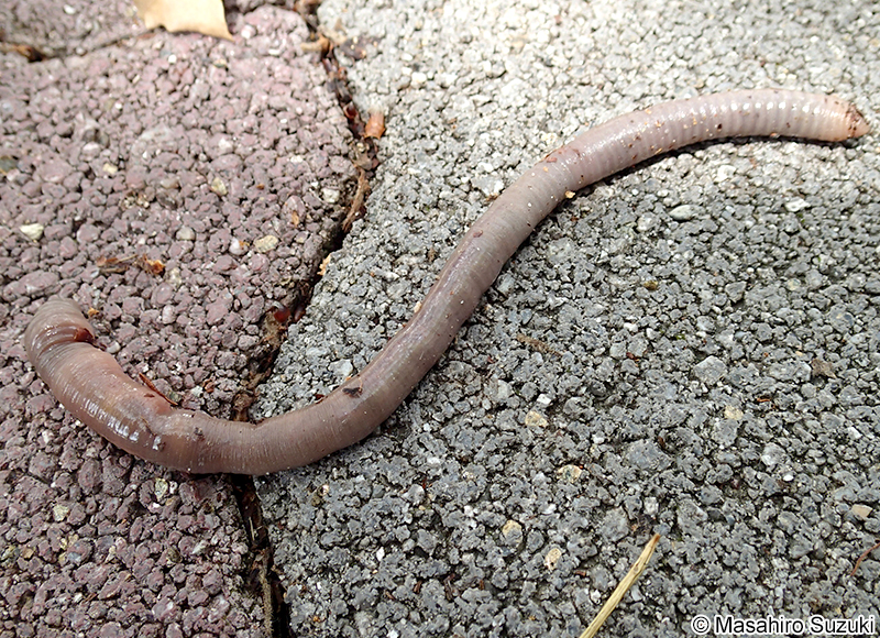 フツウミミズ Metaphire communissima