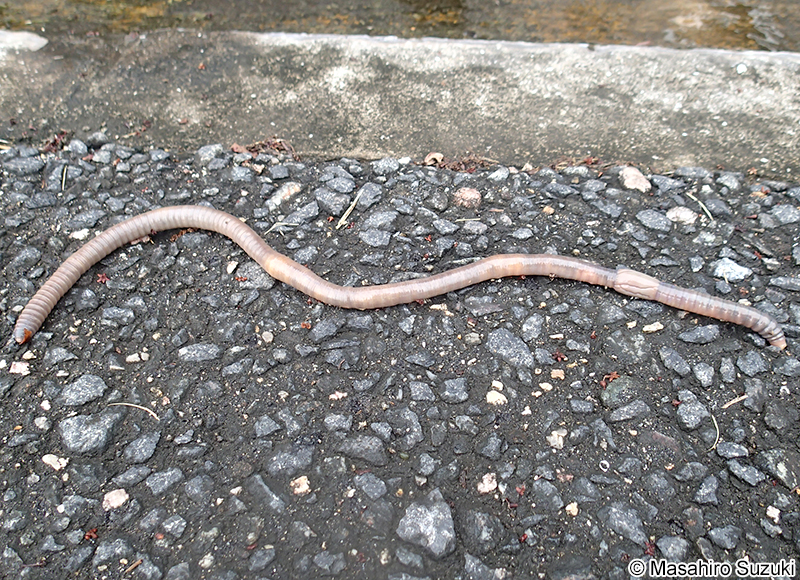 フツウミミズ Metaphire communissima
