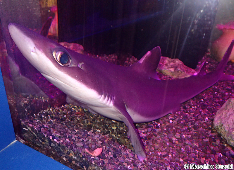 フトツノザメ Squalus mitsukurii