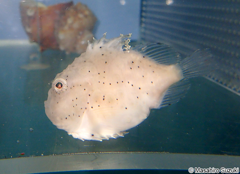 フウセンウオ Eumicrotremus pacificus