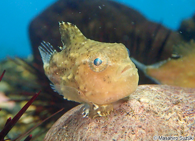 フウセンウオ Eumicrotremus pacificus