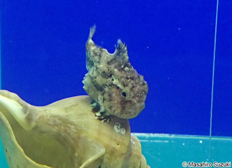 フウセンウオ Eumicrotremus pacificus