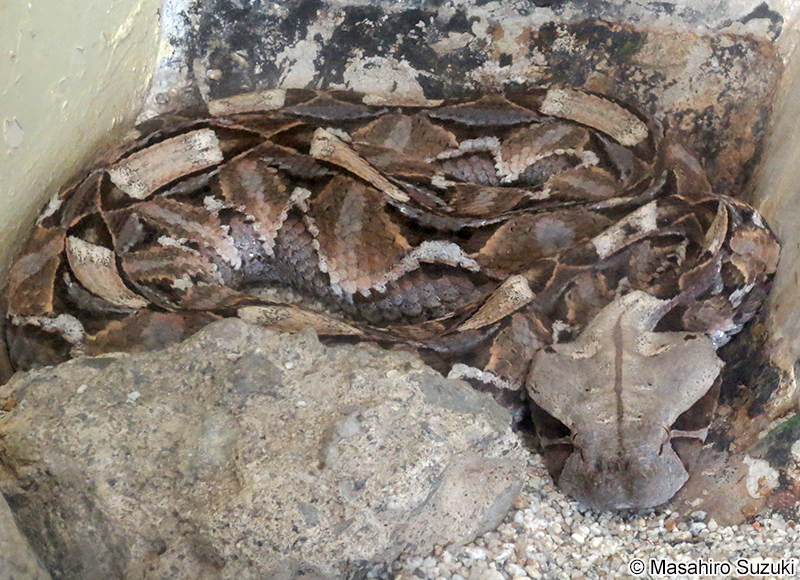 ガボンアダー Bitis gabonica