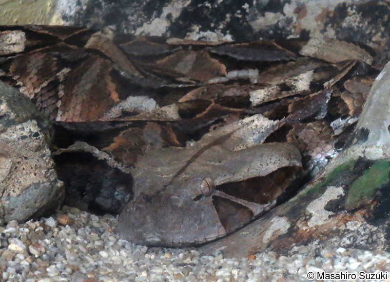 ガボンアダー Bitis gabonica