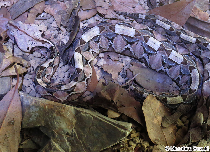 ガボンアダー Bitis gabonica