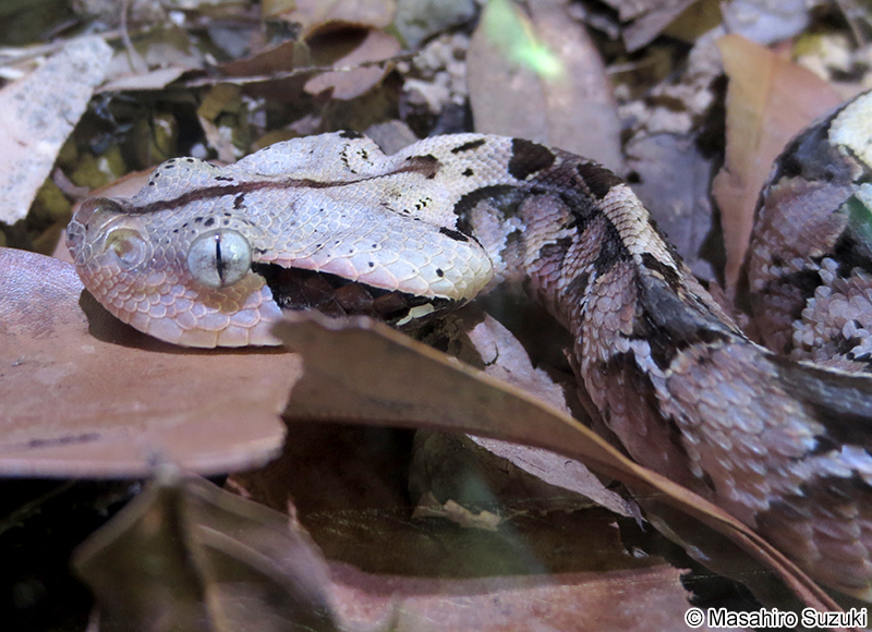 ガボンアダー Bitis gabonica