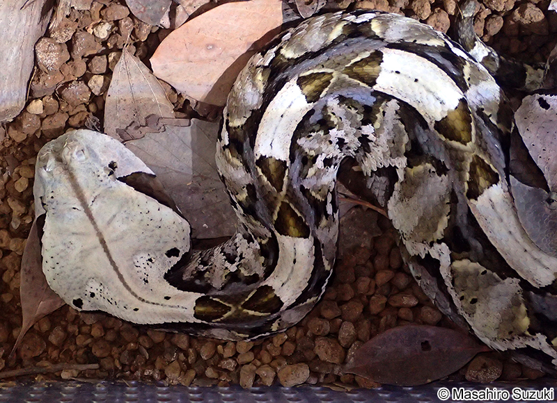 ガボンアダー Bitis gabonica