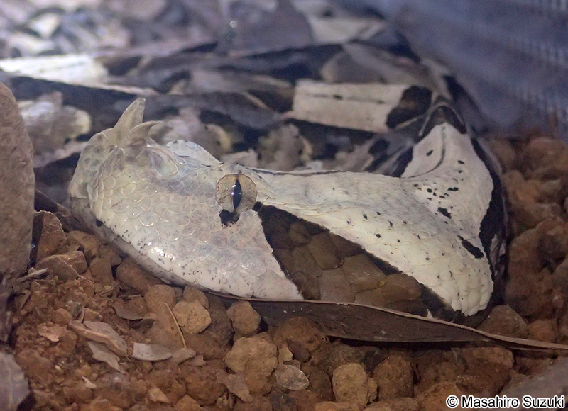 ガボンアダー Bitis gabonica