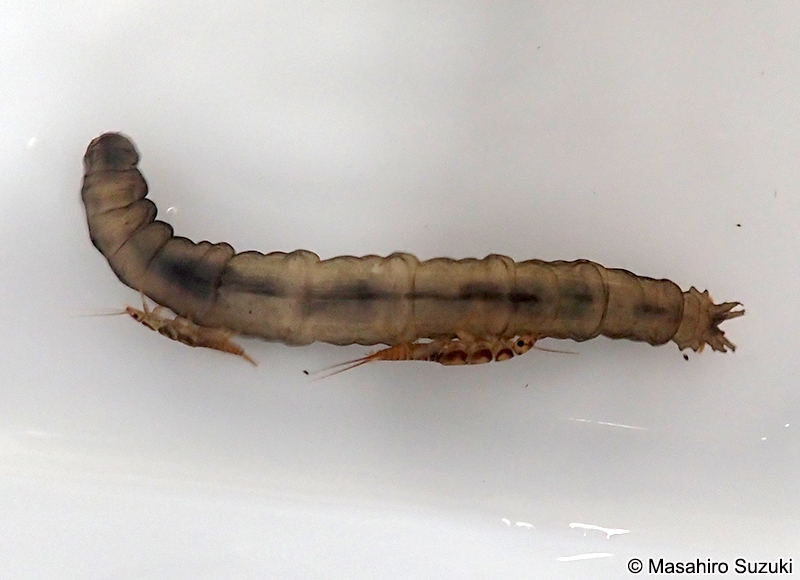 ガガンボ科の幼虫
