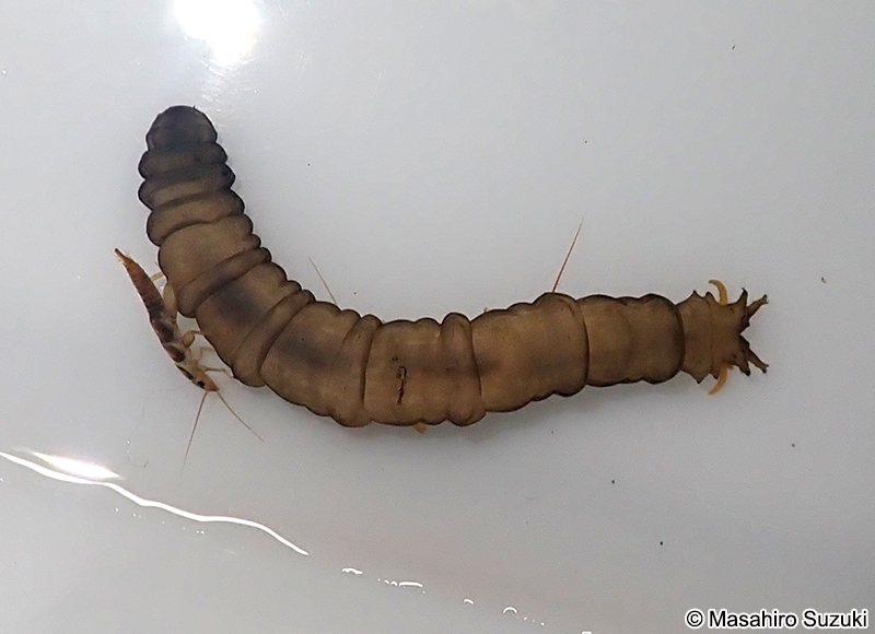 ガガンボ科の幼虫