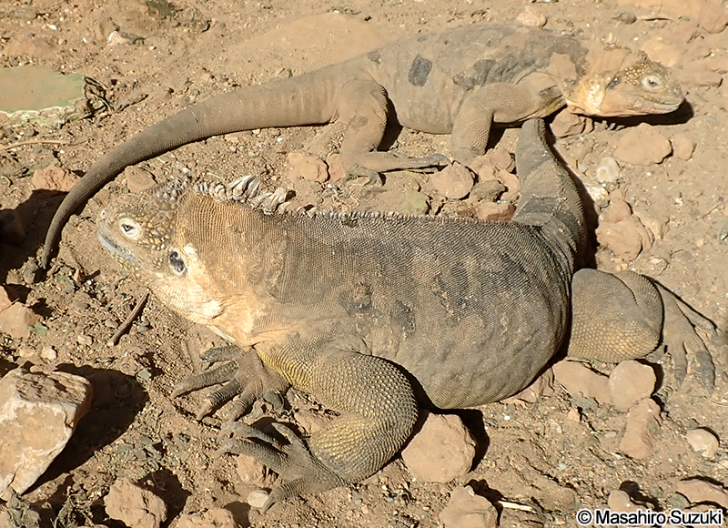ガラパゴスリクイグアナ Conolophus subcristatus