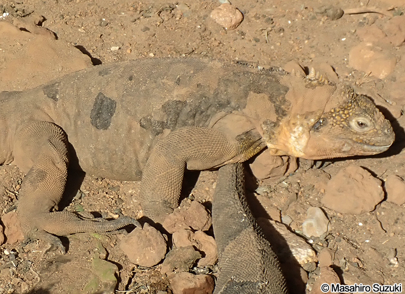 ガラパゴスリクイグアナ Conolophus subcristatus