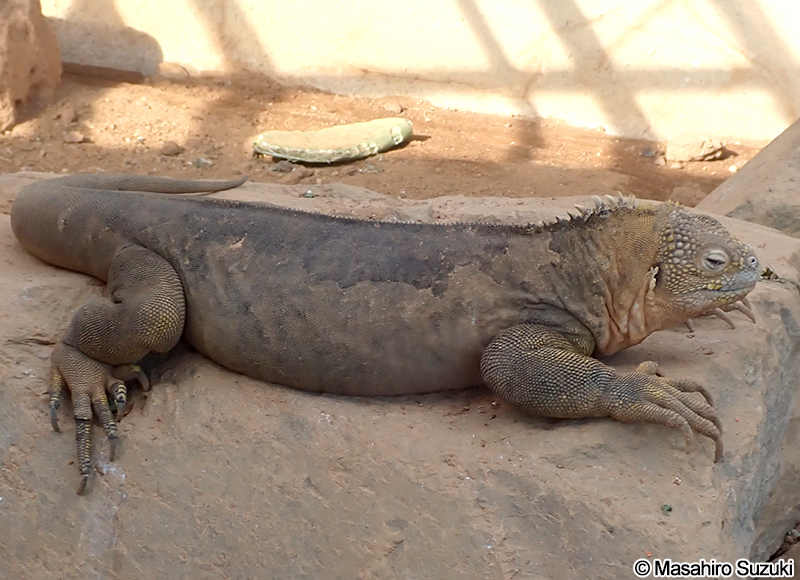 ガラパゴスリクイグアナ Conolophus subcristatus