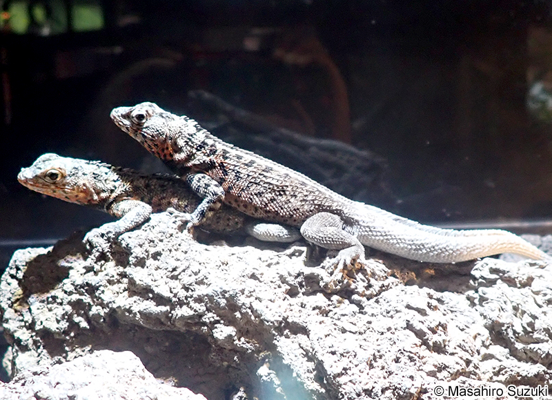 ガラパゴスヨウガントカゲ Microlophus albemarlensis