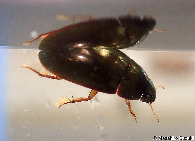 ガムシ科 Hydrophilidae