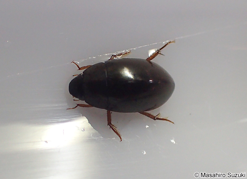 ガムシ科 Hydrophilidae
