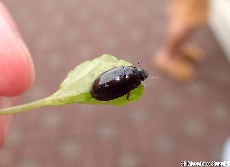 ガムシ科 Hydrophilidae