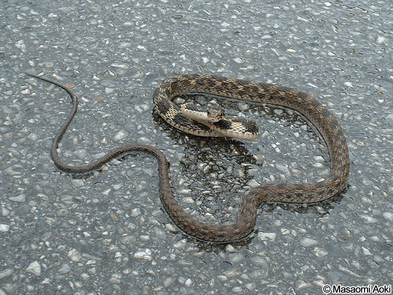 ガラスヒバァ Hebius pryeri