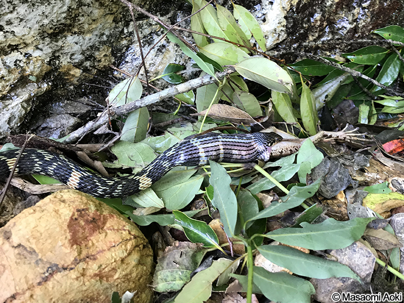 アマミハナサキガエルを捕食するガラスヒバァ