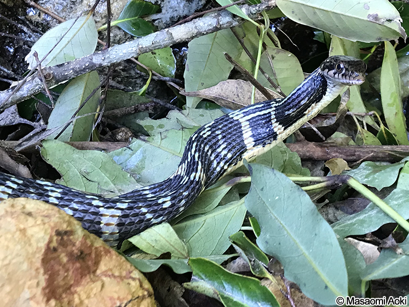 アマミハナサキガエルを捕食するガラスヒバァ