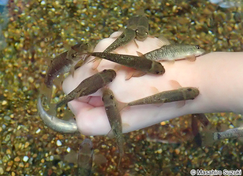 ガラ・ルファ Garra rufa