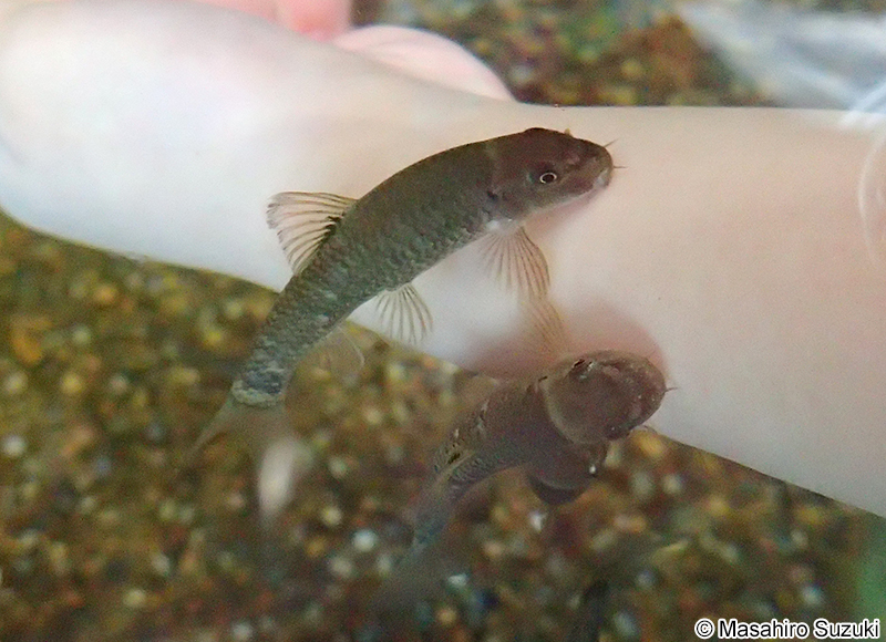 ガラ・ルファ Garra rufa