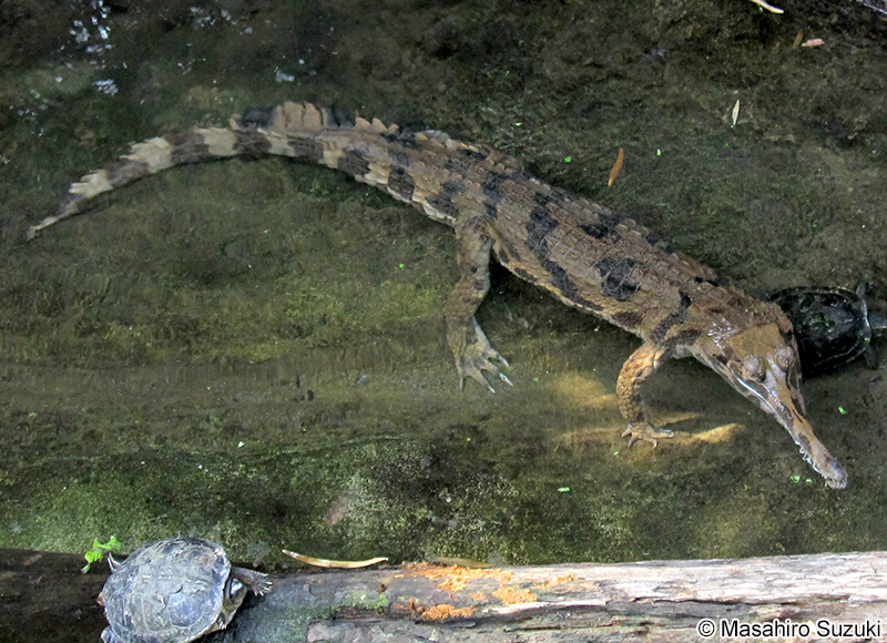 マレーガビアル Tomistoma schlegelii
