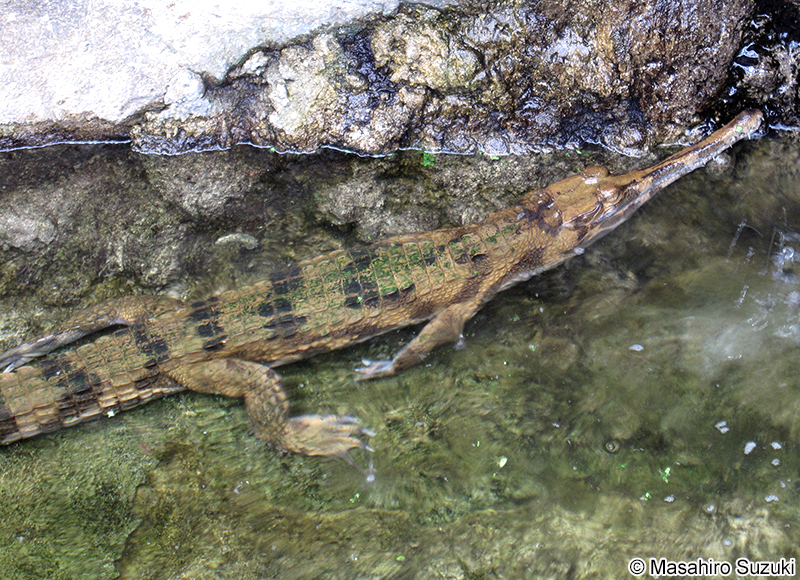 マレーガビアル Tomistoma schlegelii