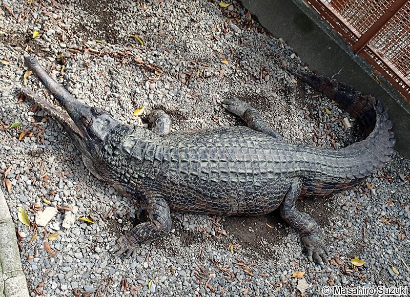 マレーガビアル Tomistoma schlegelii