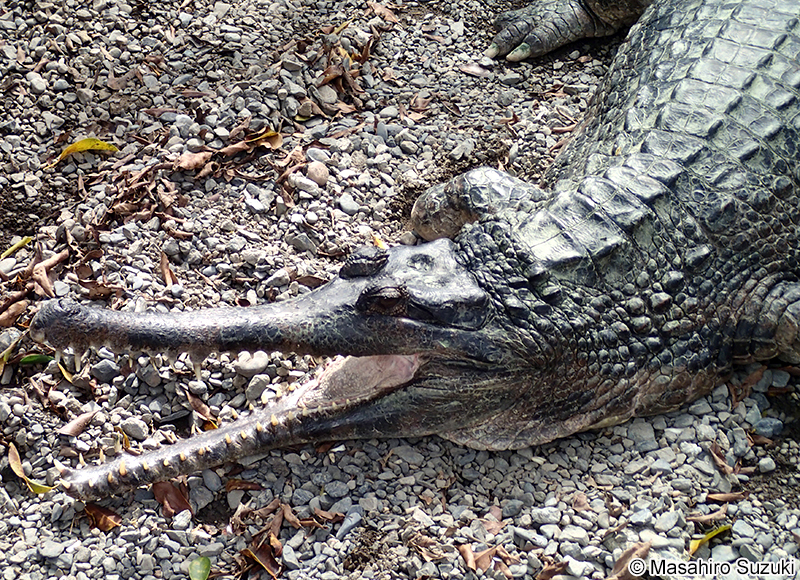 マレーガビアル Tomistoma schlegelii