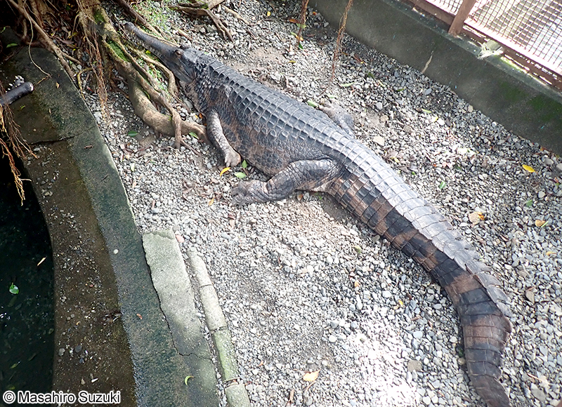 マレーガビアル Tomistoma schlegelii