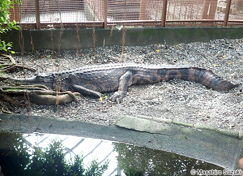マレーガビアル Tomistoma schlegelii