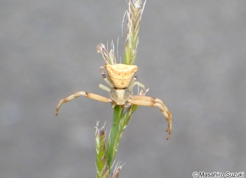 ガザミグモ Pistius undulatusガザミグモ Pistius undulatus
