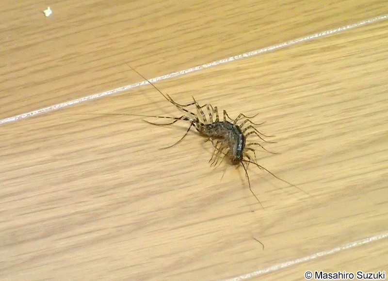 ゲジ Tereuonema tuberculata