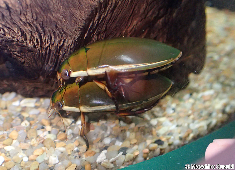 ゲンゴロウ Cybister chinensis